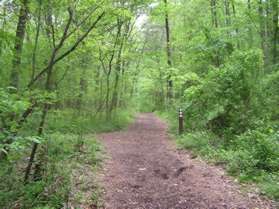 Pass another intersecting trail to the left. The sign indicates the trail to the left goes to Pine Lake. Continue straight on the current trail to the Nature Center.