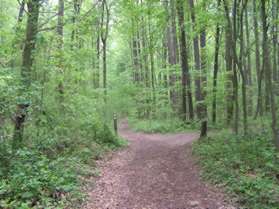 A trail intersects to the right leading to the horse trail. Continue straight towards the Nature Center.