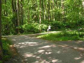 Turn right onto the asphalt trail at the first trail intersection so that the fence is on your right.