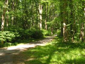 The trail goes up the hill through the woods.