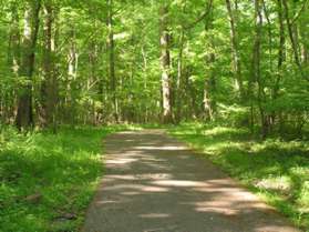 The trail climbs a hill through the woods.