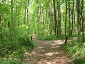 A natural surface trail intersects from the right.  Turn right to follow that trail.  The marker should indicate that this is the direction to the horse trail.