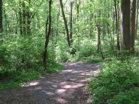 The trail goes down the hill turning to the left.