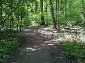 At the next trail intersection turn to the right to continue towards Pine Lake.